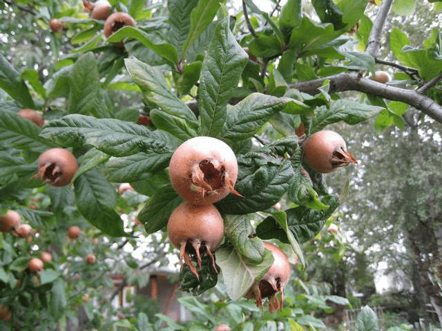 Des images de diffrentes plantes